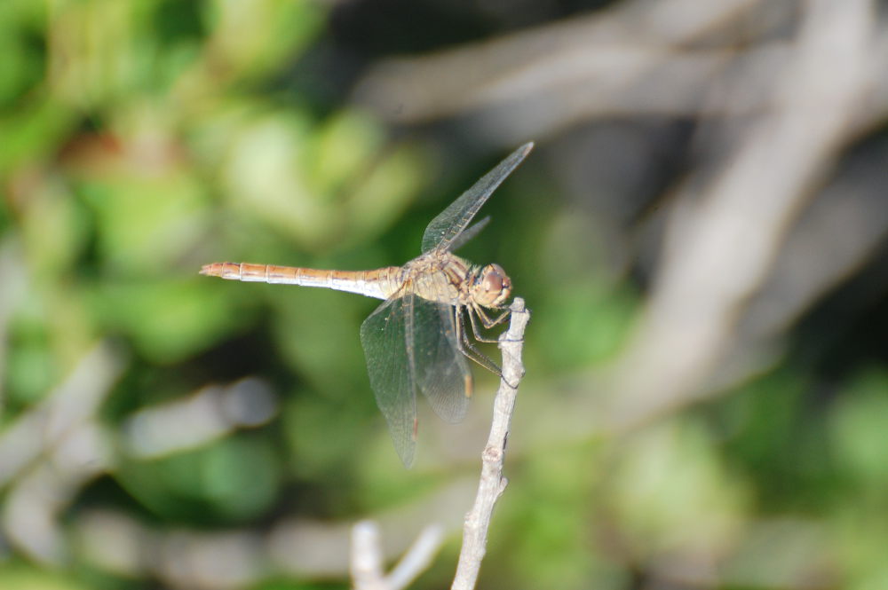 libellula: Sympetrum meridionale, femmina